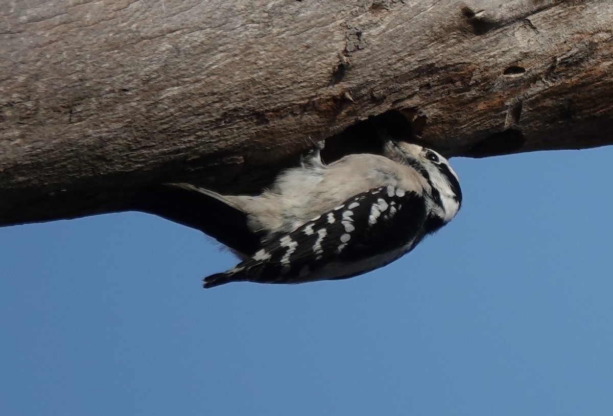 Downy Woodpecker - ML628085332