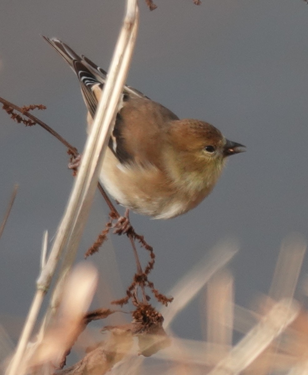 American Goldfinch - ML628085352