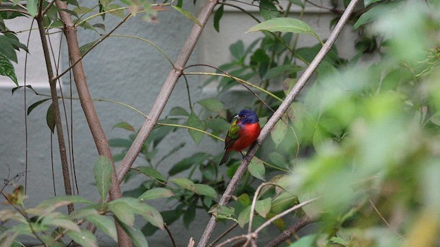 Painted Bunting - ML628085409