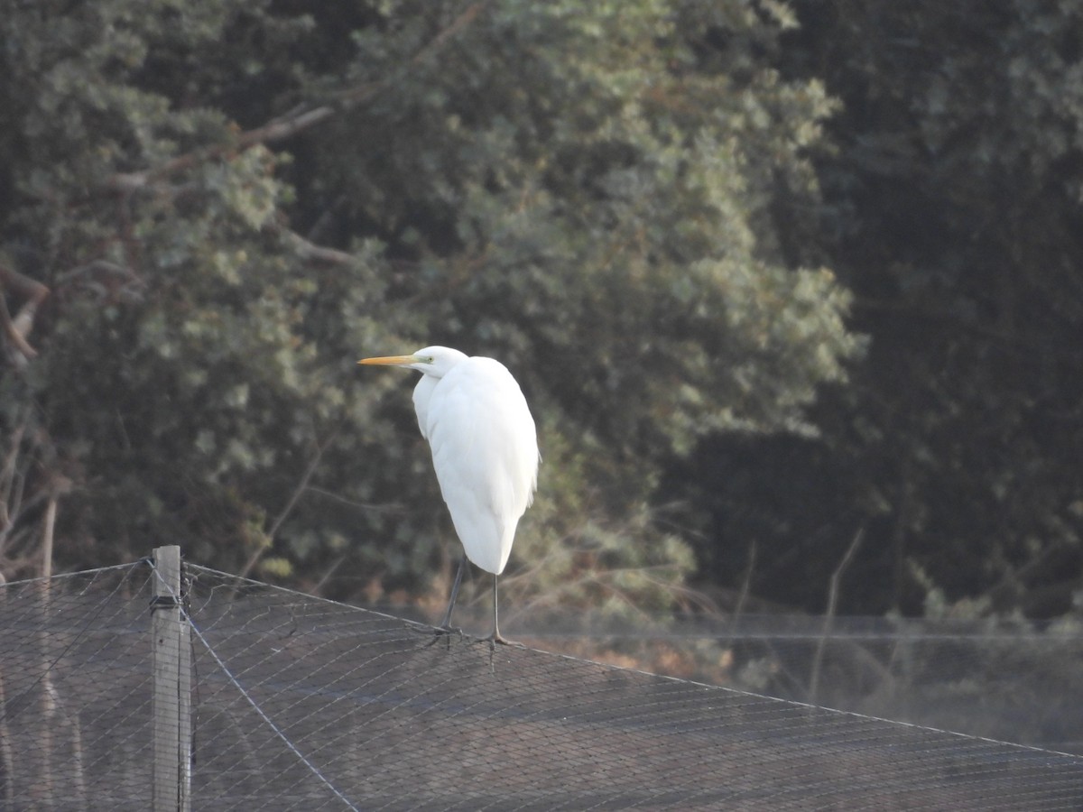 Great Egret - ML628085411