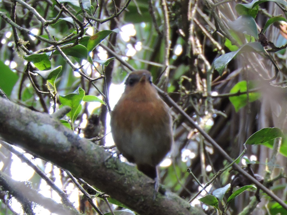 Rufous Gnateater - ML628085491