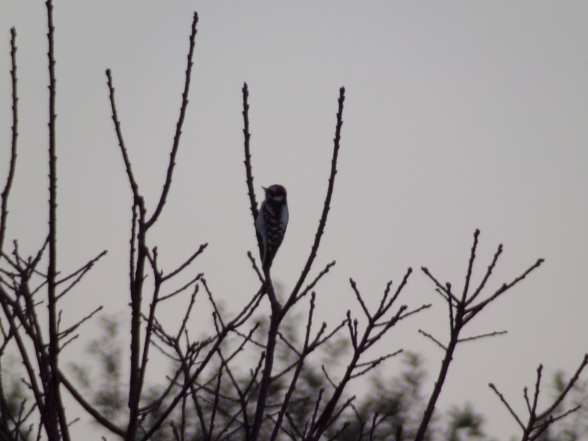 Downy Woodpecker - ML628085587