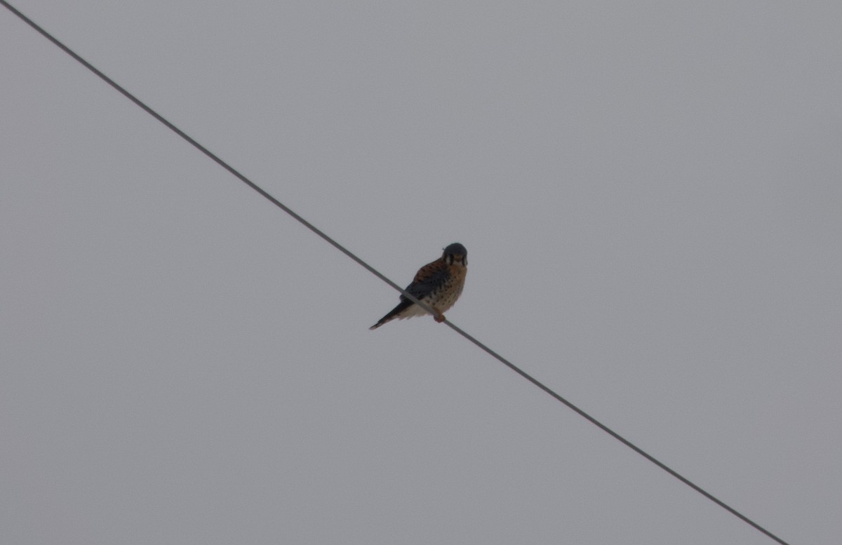 American Kestrel - ML628085641