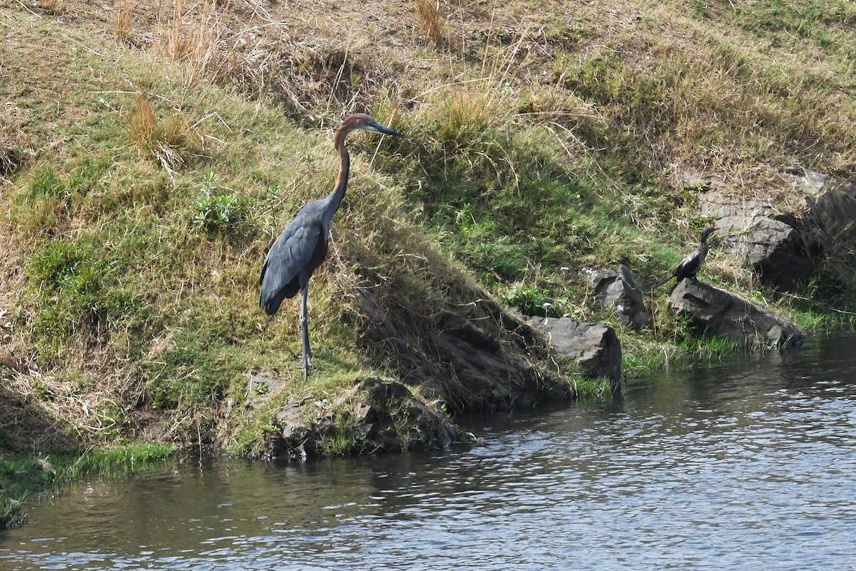 Goliath Heron - ML628085678