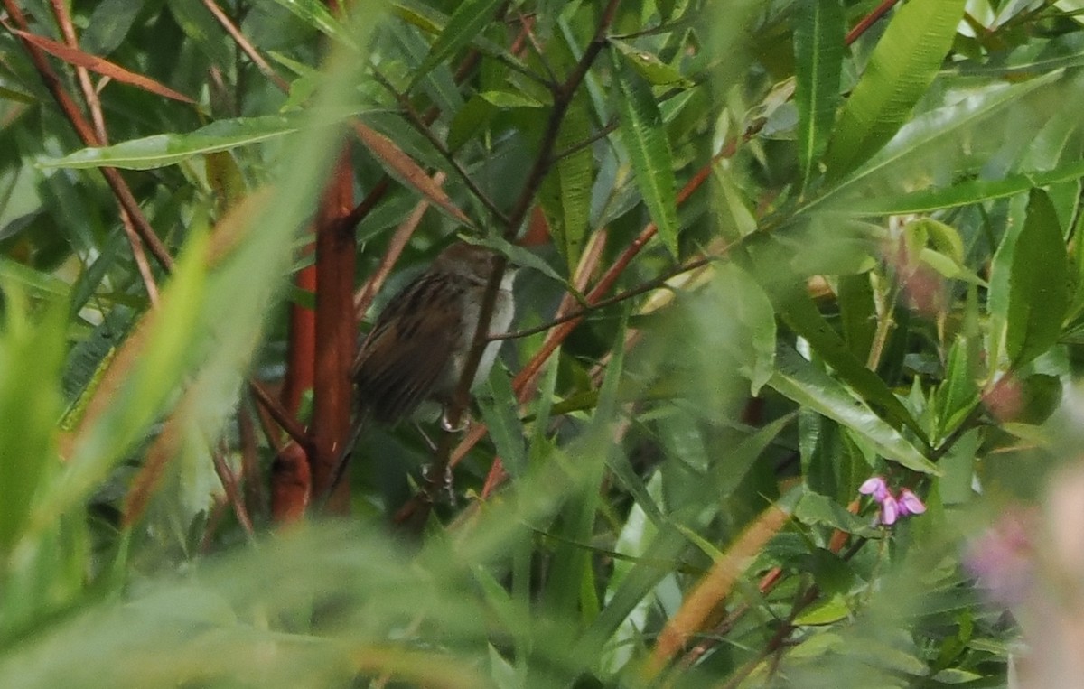 Papuan Grassbird - ML628085704