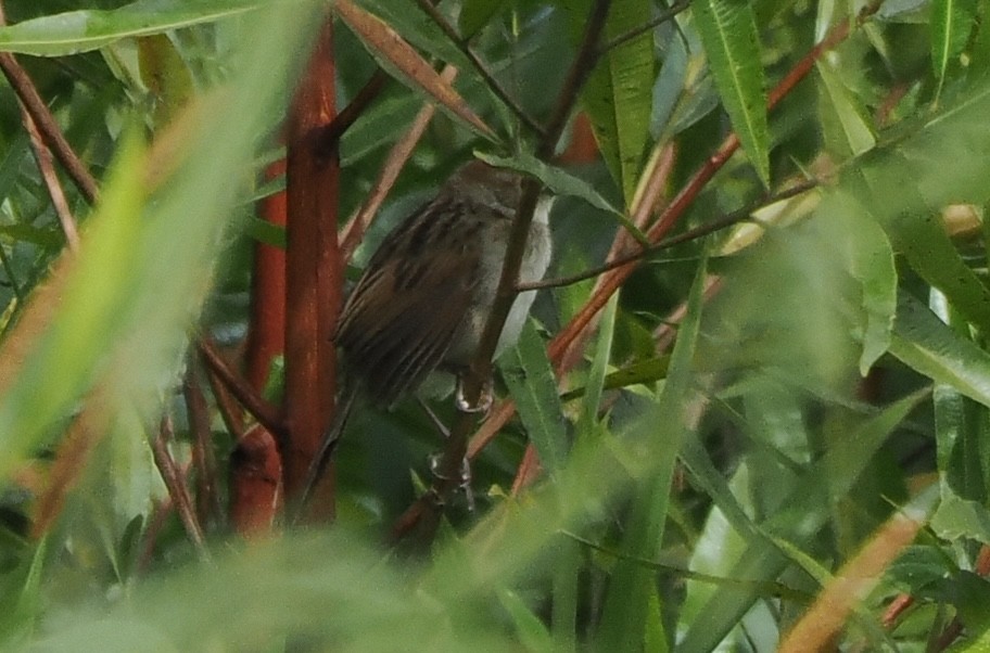 Papuan Grassbird - ML628085705