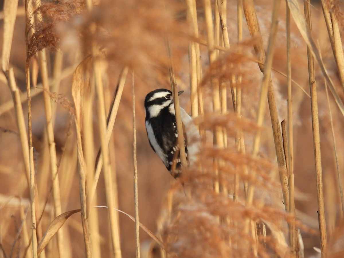 Downy Woodpecker - ML628085809