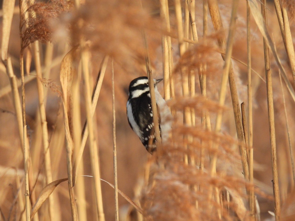 Downy Woodpecker - ML628085810