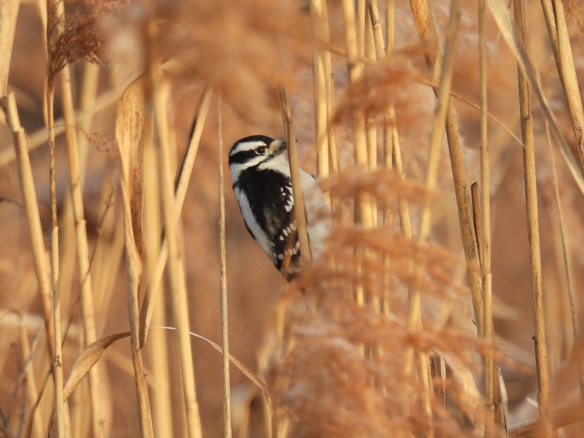 Downy Woodpecker - ML628085829