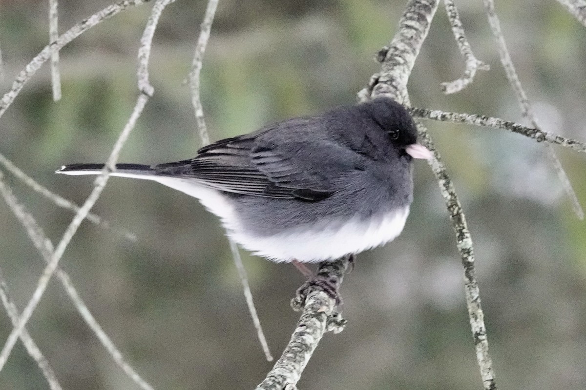 Dark-eyed Junco (Slate-colored) - ML628085843