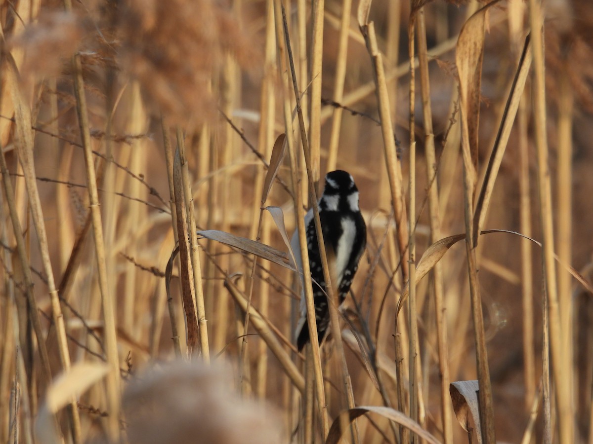 Downy Woodpecker - ML628085851