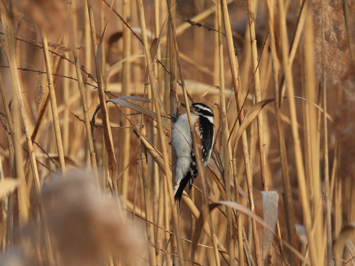 Downy Woodpecker - ML628085853