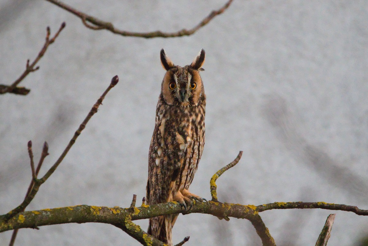 Long-eared Owl - ML628085966