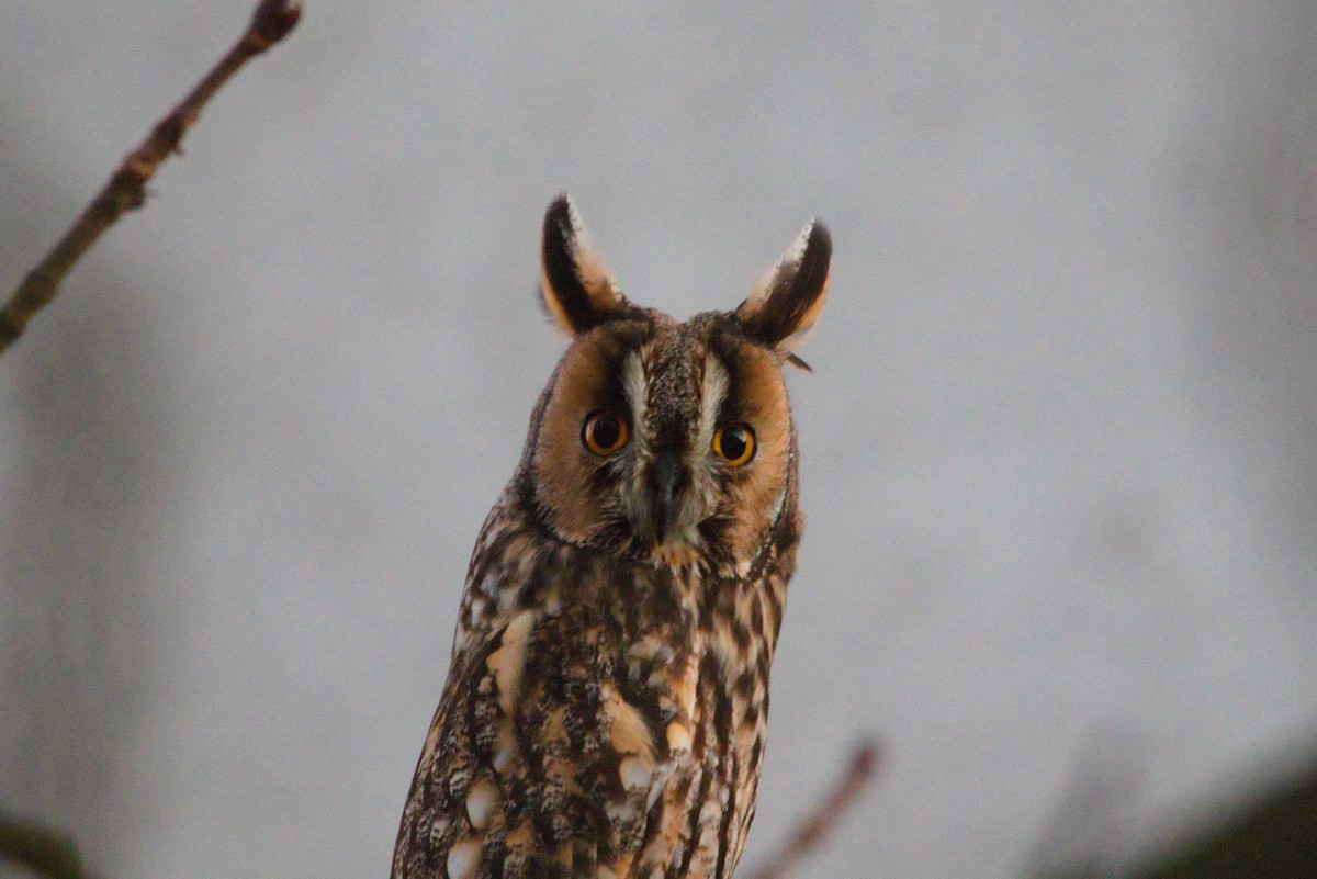 Long-eared Owl - ML628085967