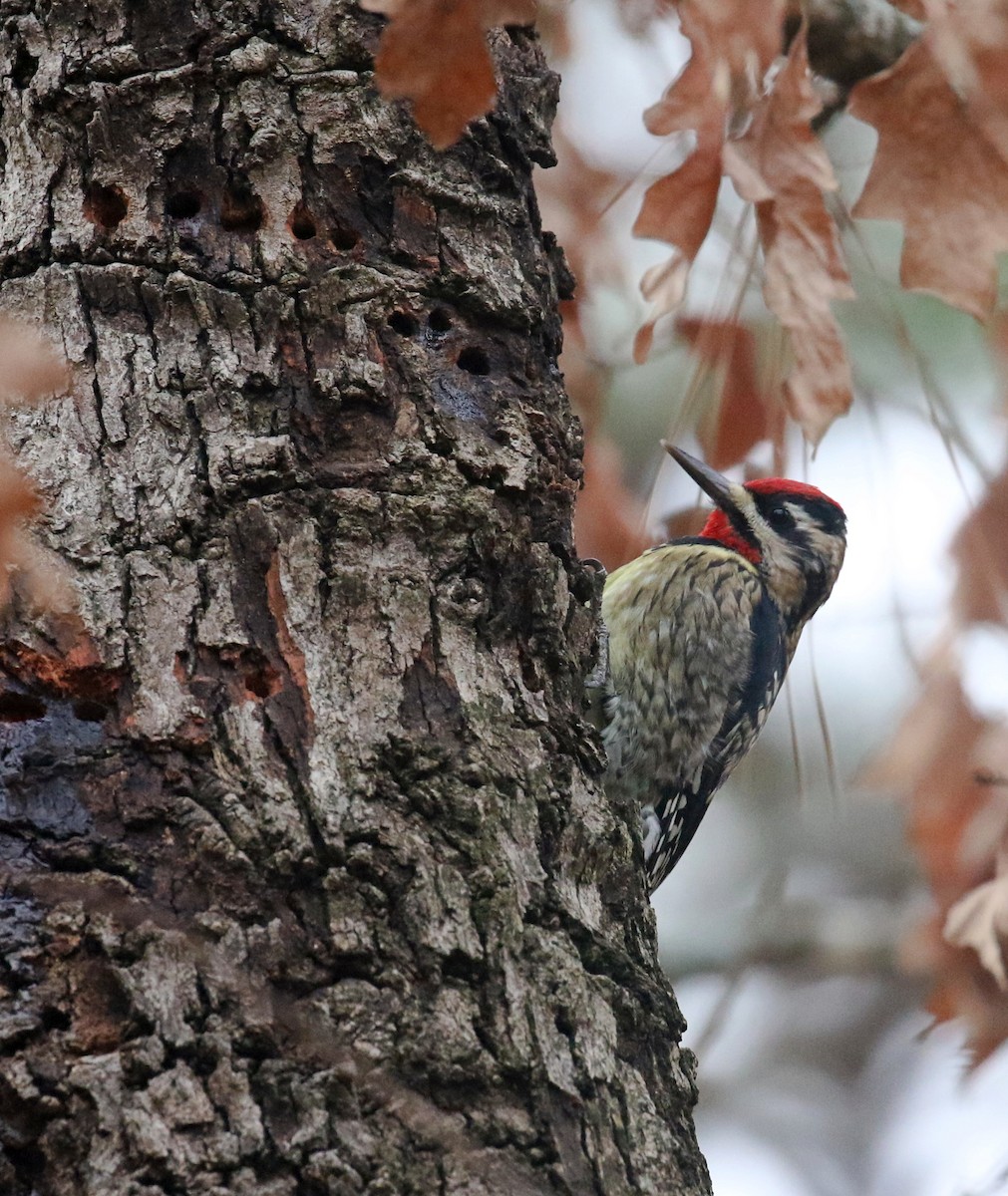 Yellow-bellied Sapsucker - ML628085980