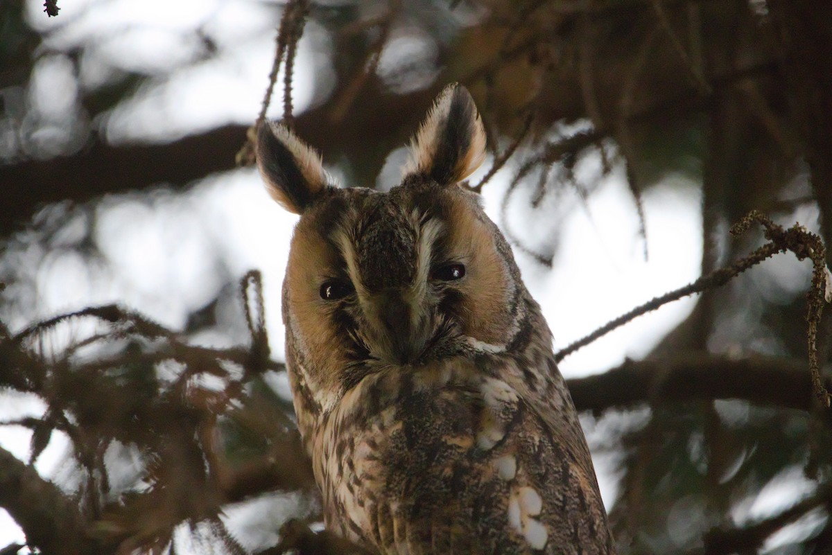 Long-eared Owl - ML628086015