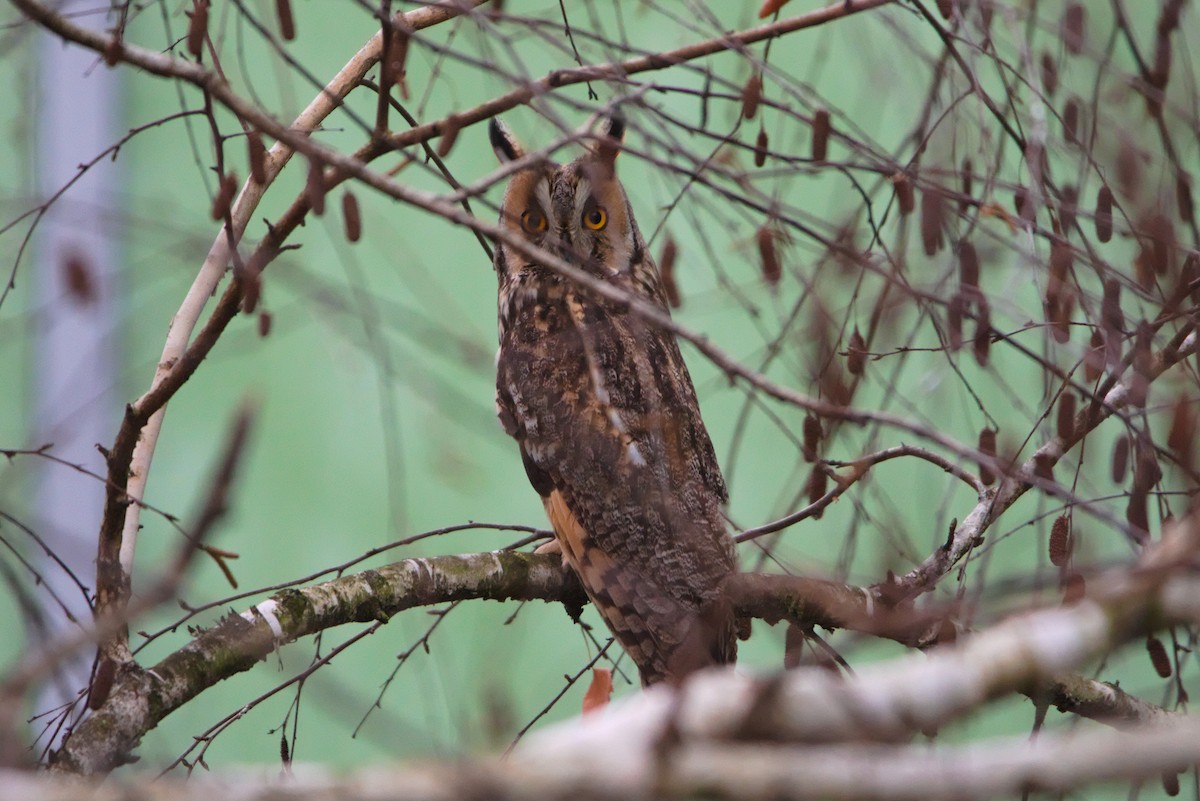 Long-eared Owl - ML628086016