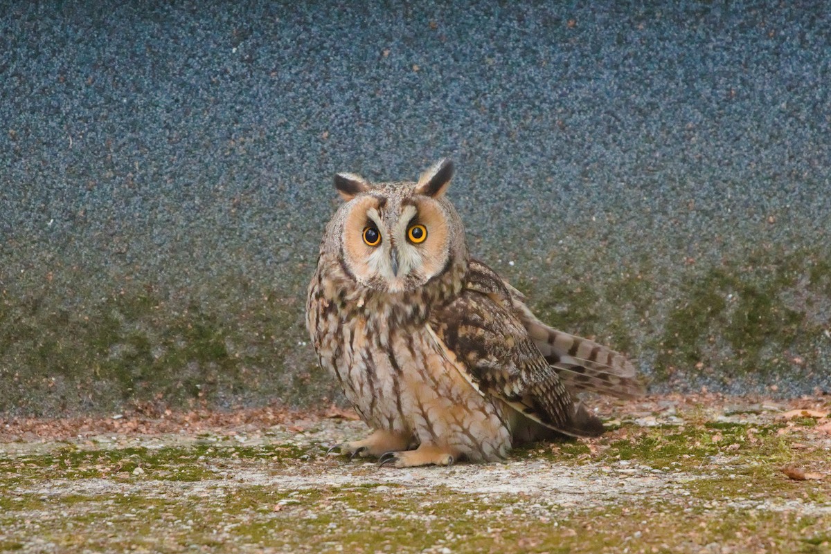 Long-eared Owl - ML628086017