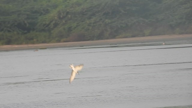 ハジロクロハラアジサシ - ML628086041