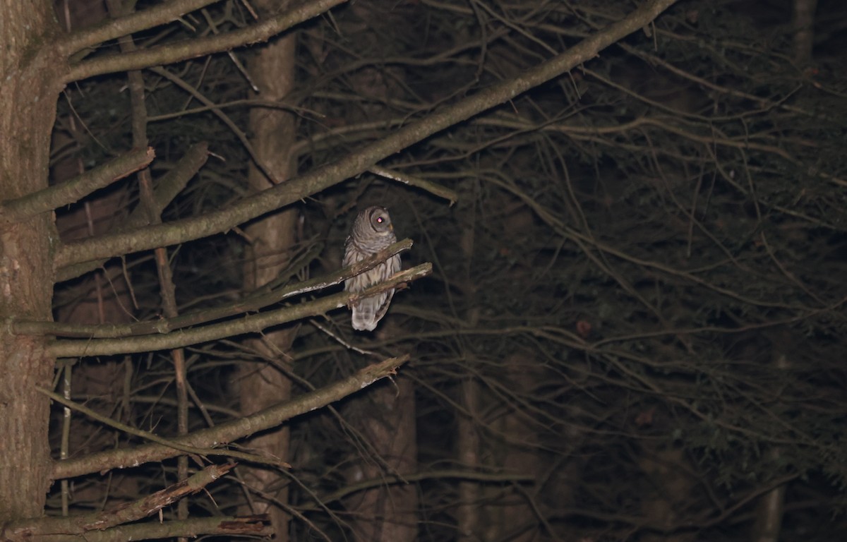 Barred Owl - ML628086080