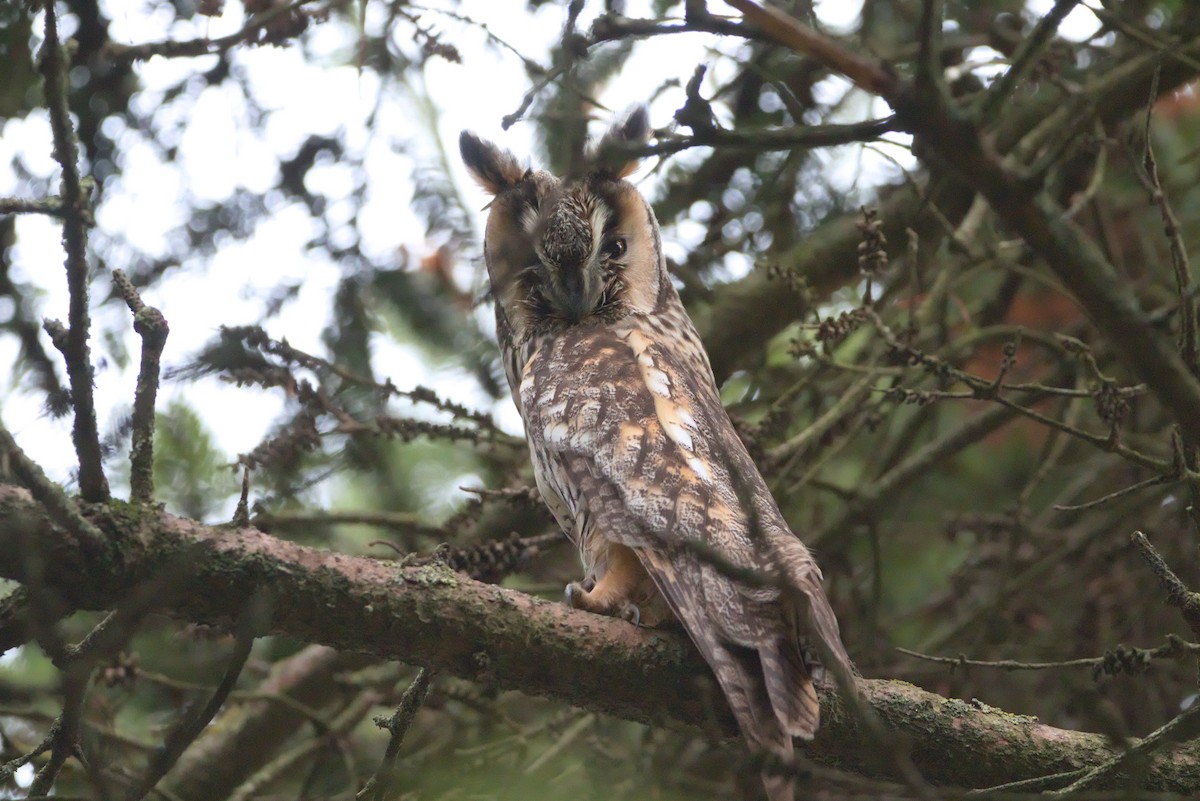 Long-eared Owl - ML628086095