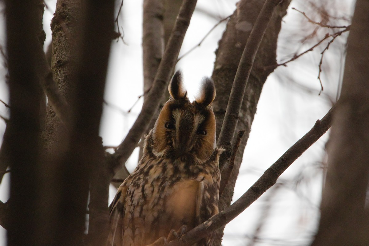 Long-eared Owl - ML628086096