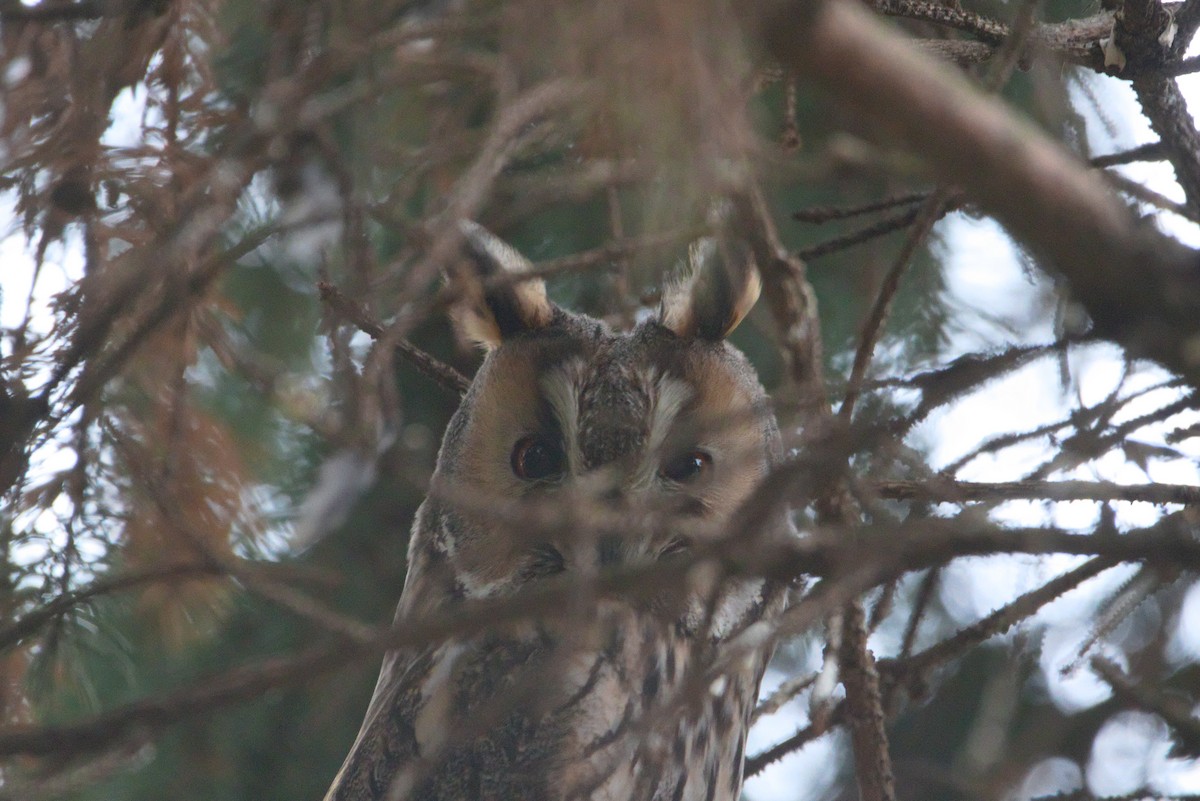 Long-eared Owl - ML628086097