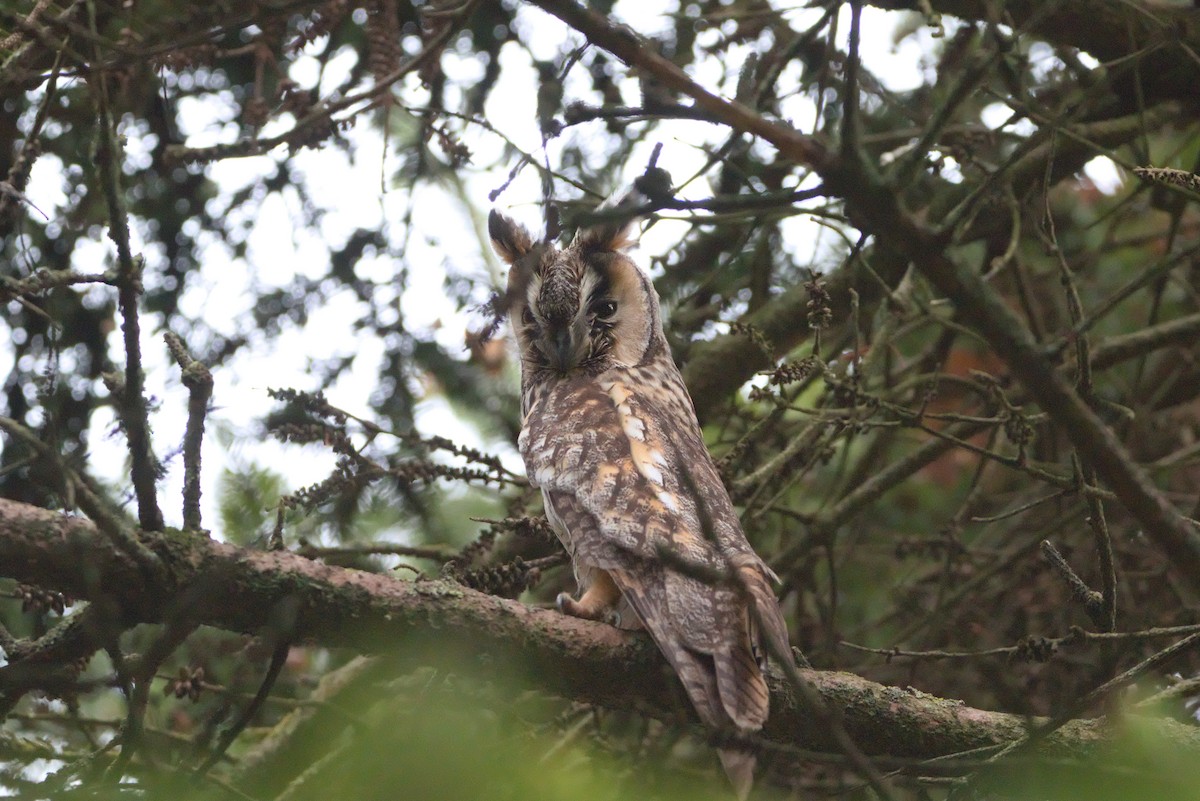 Long-eared Owl - ML628086098