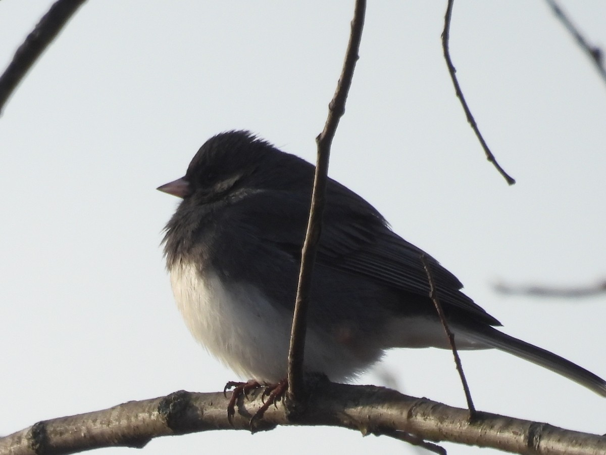 Dark-eyed Junco - ML628086158