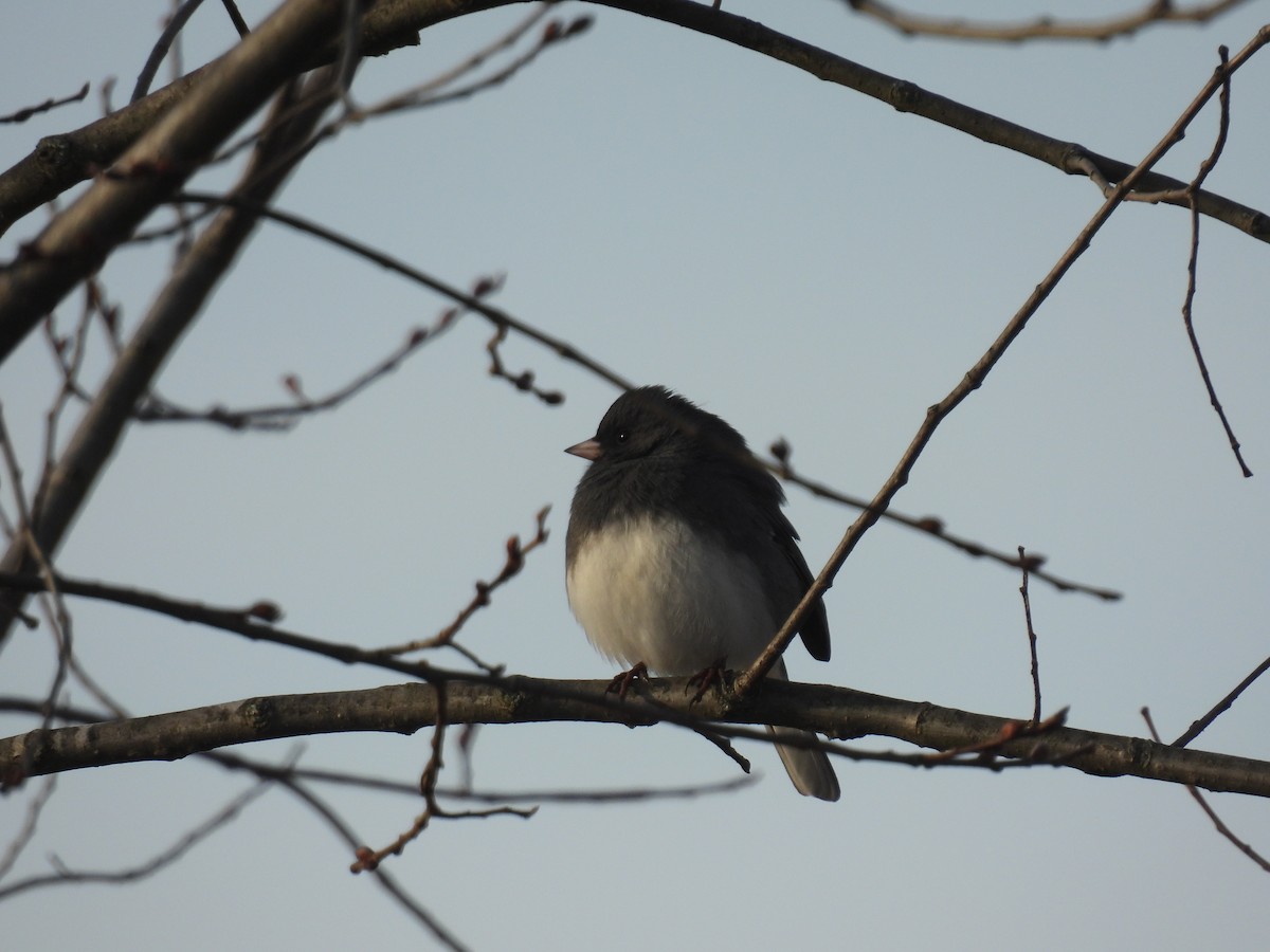 Dark-eyed Junco - ML628086175