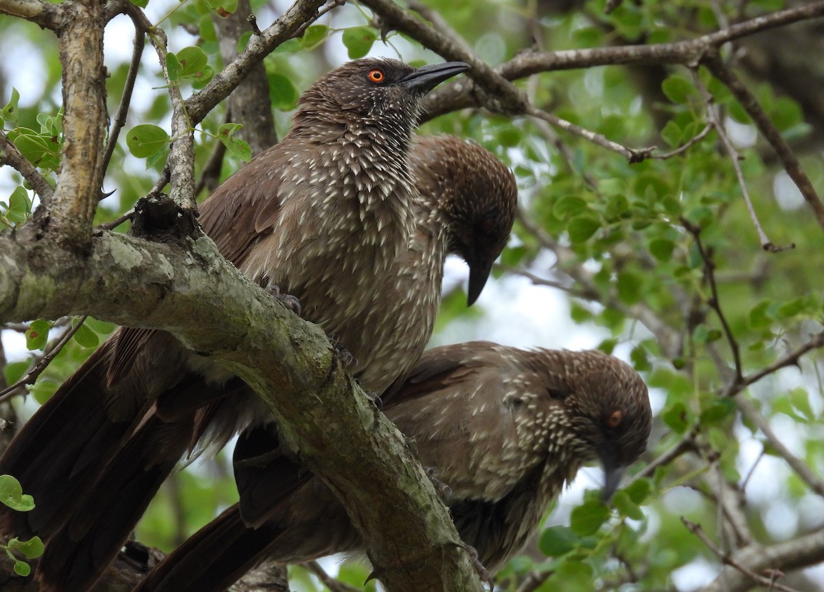 Arrow-marked Babbler - ML628086263