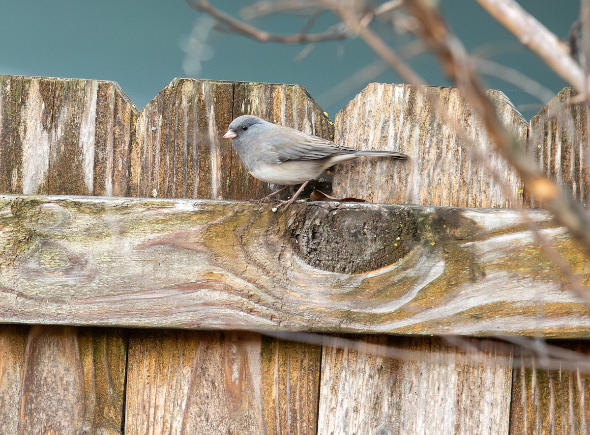 Dark-eyed Junco - ML628086327