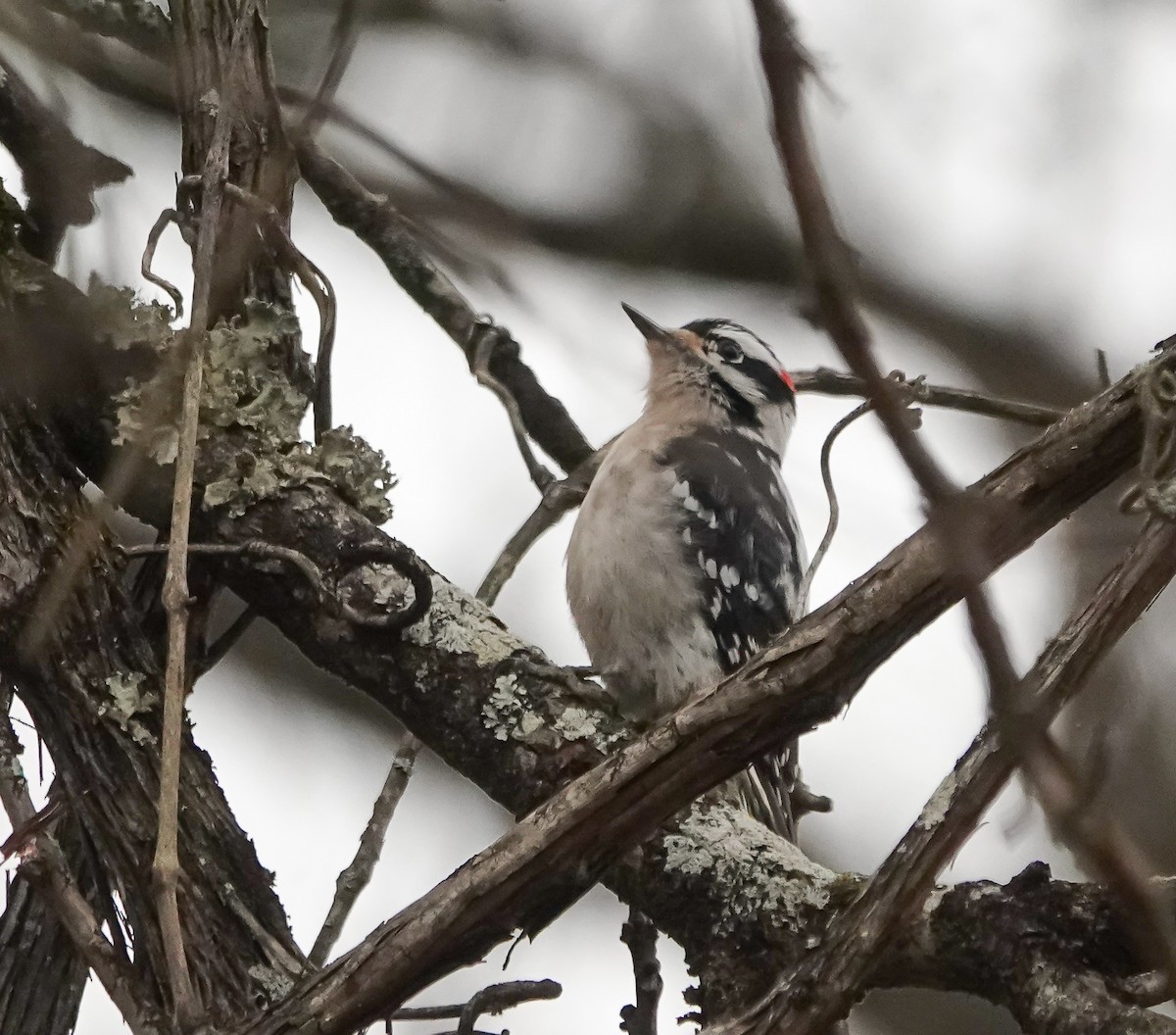 Downy Woodpecker - ML628086413