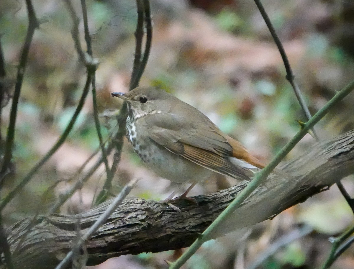 Hermit Thrush - ML628086428