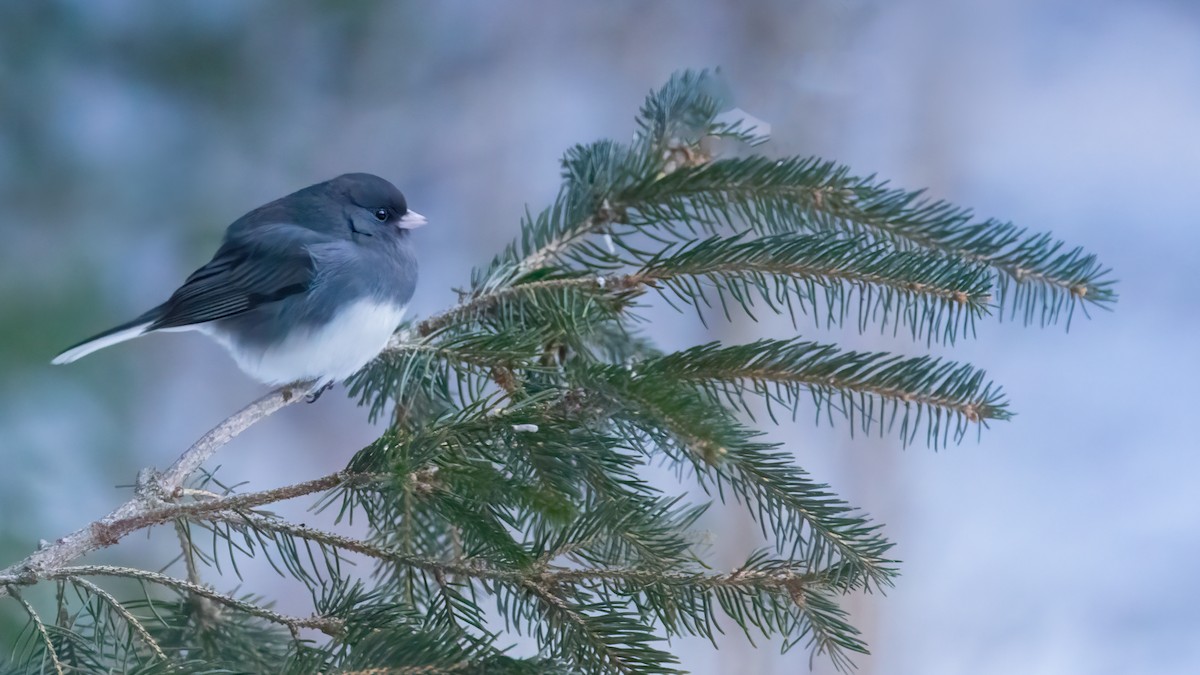 Dark-eyed Junco - ML628086449