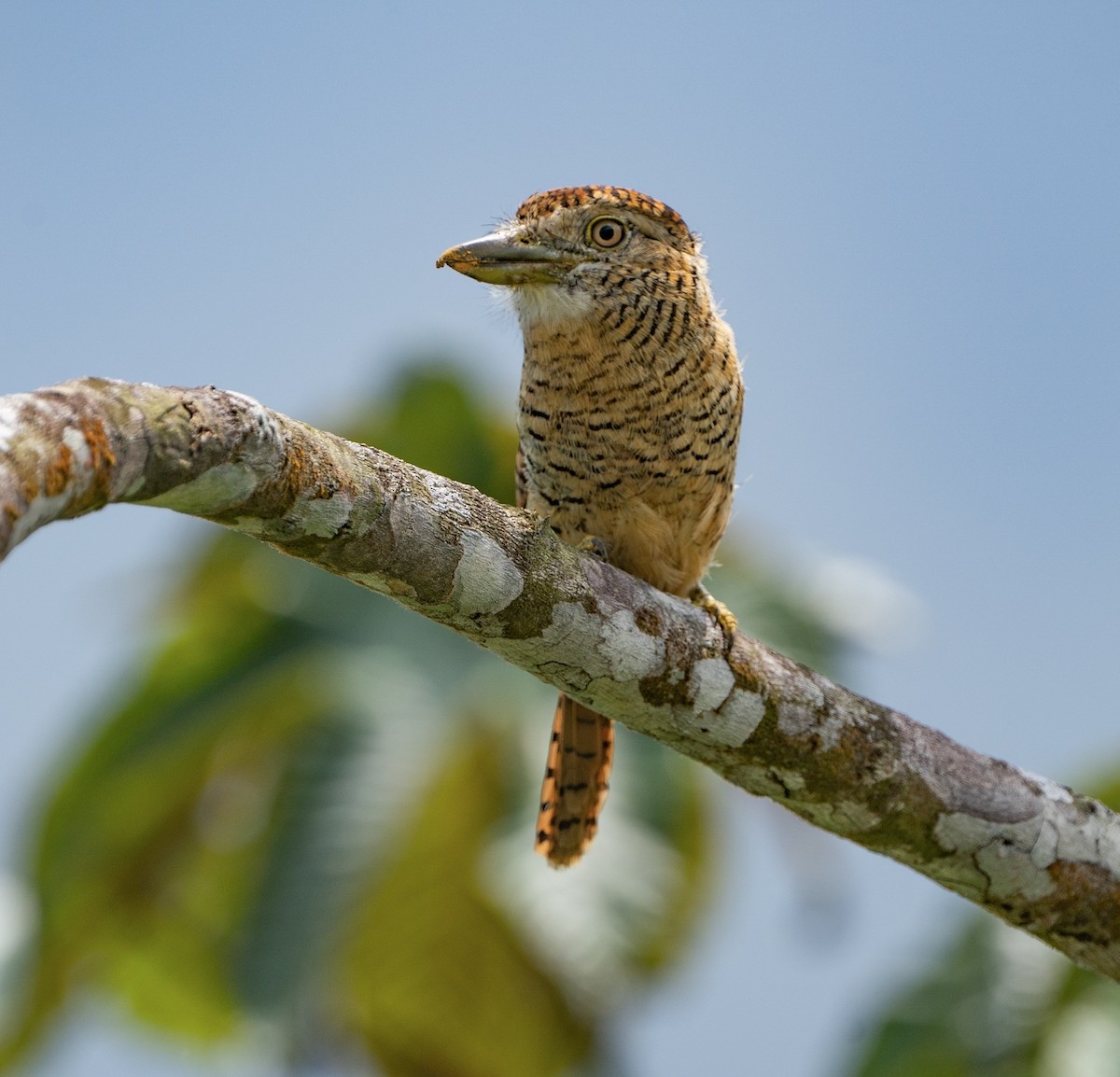 Barred Puffbird - ML628086563