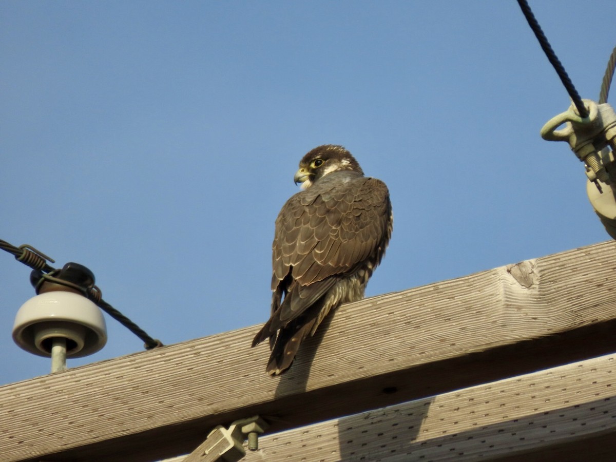 Peregrine Falcon - ML628086685