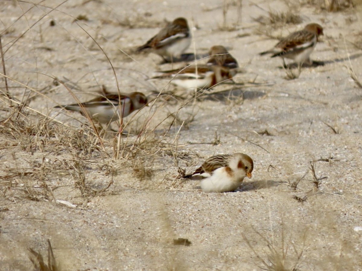 Snow Bunting - ML628086695