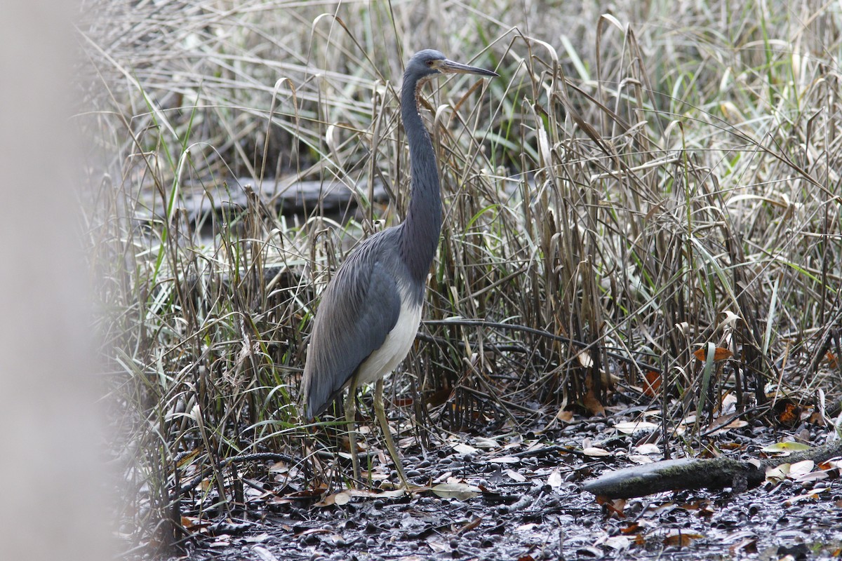 Tricolored Heron - ML628086799
