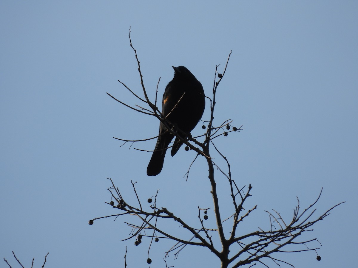 Red-winged Blackbird - ML628086807