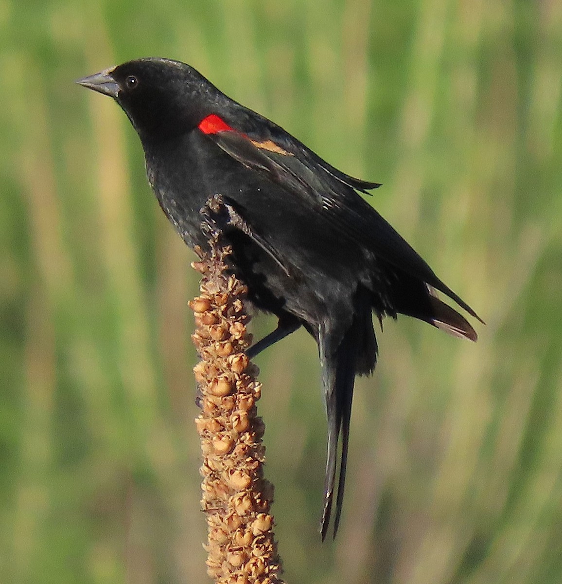 Red-winged Blackbird - ML628086829