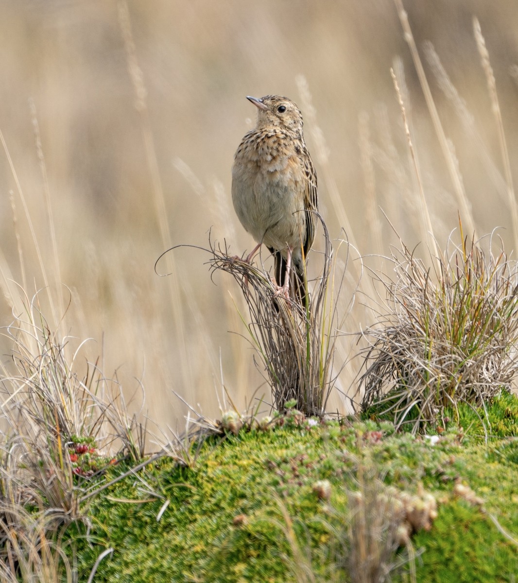 Paramo Pipit - ML628086830