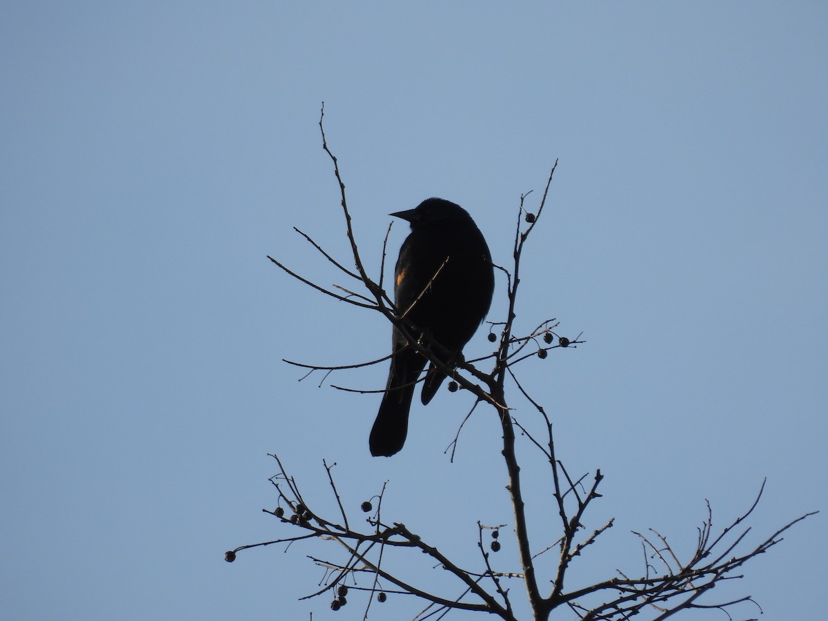 Red-winged Blackbird - ML628086840