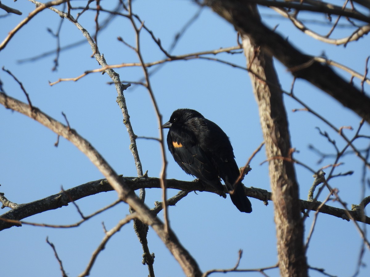 Red-winged Blackbird - ML628086841