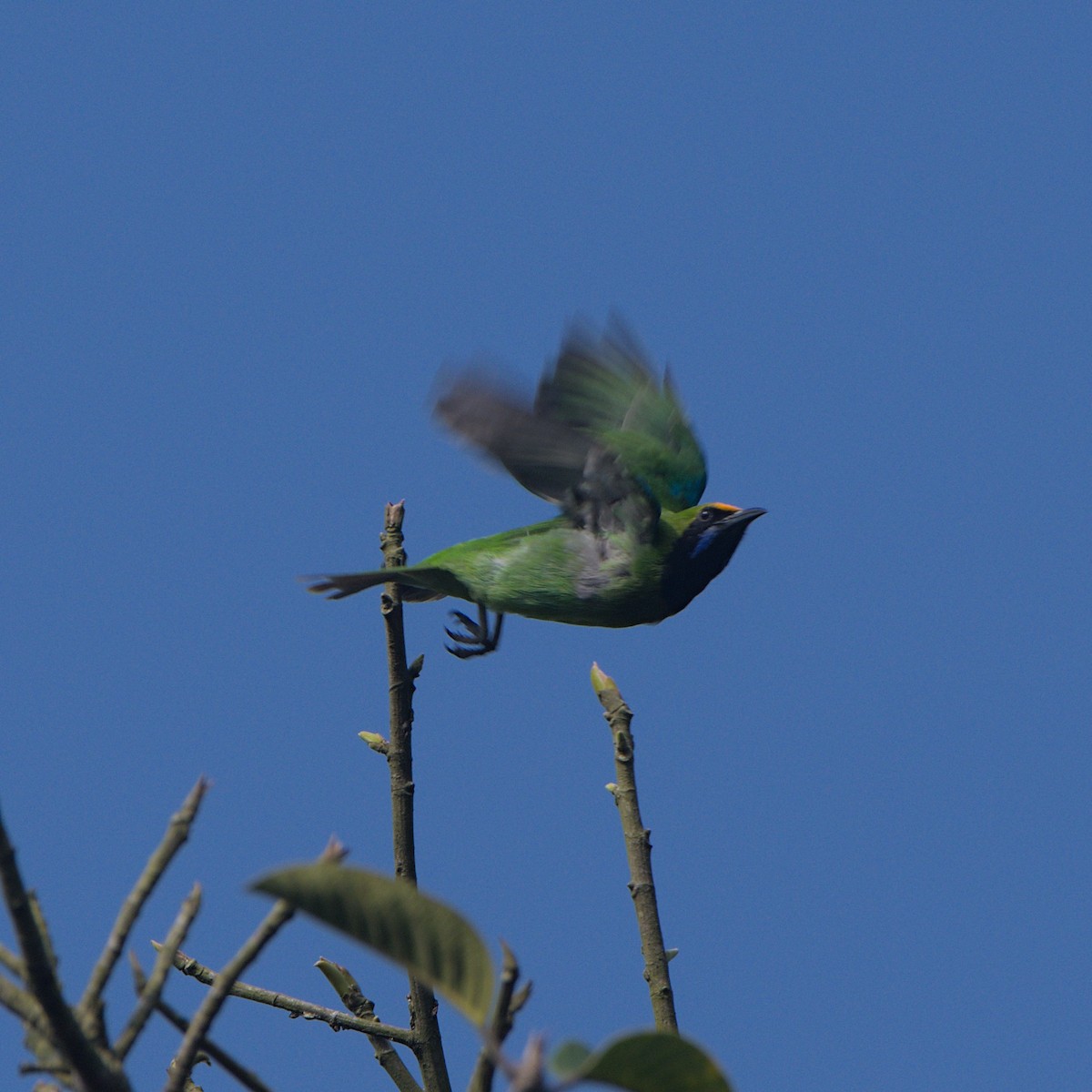 Golden-fronted Leafbird - ML628086842