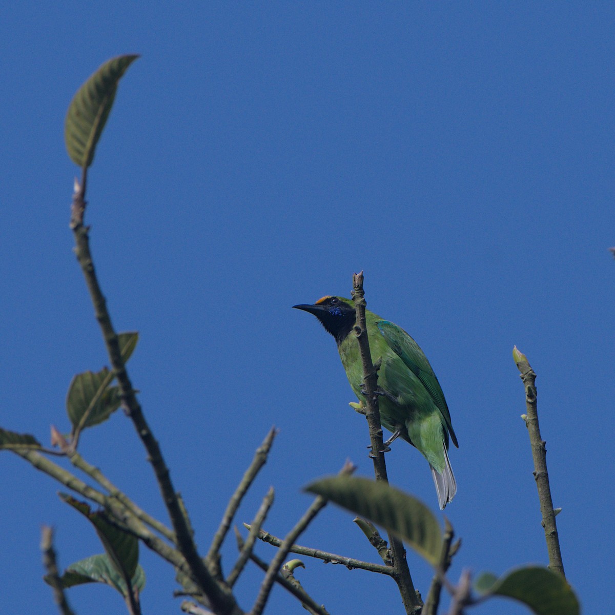 Golden-fronted Leafbird - ML628086843