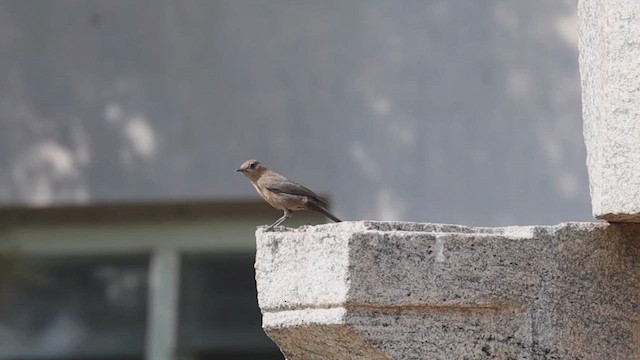 Brown Rock Chat - ML628086900