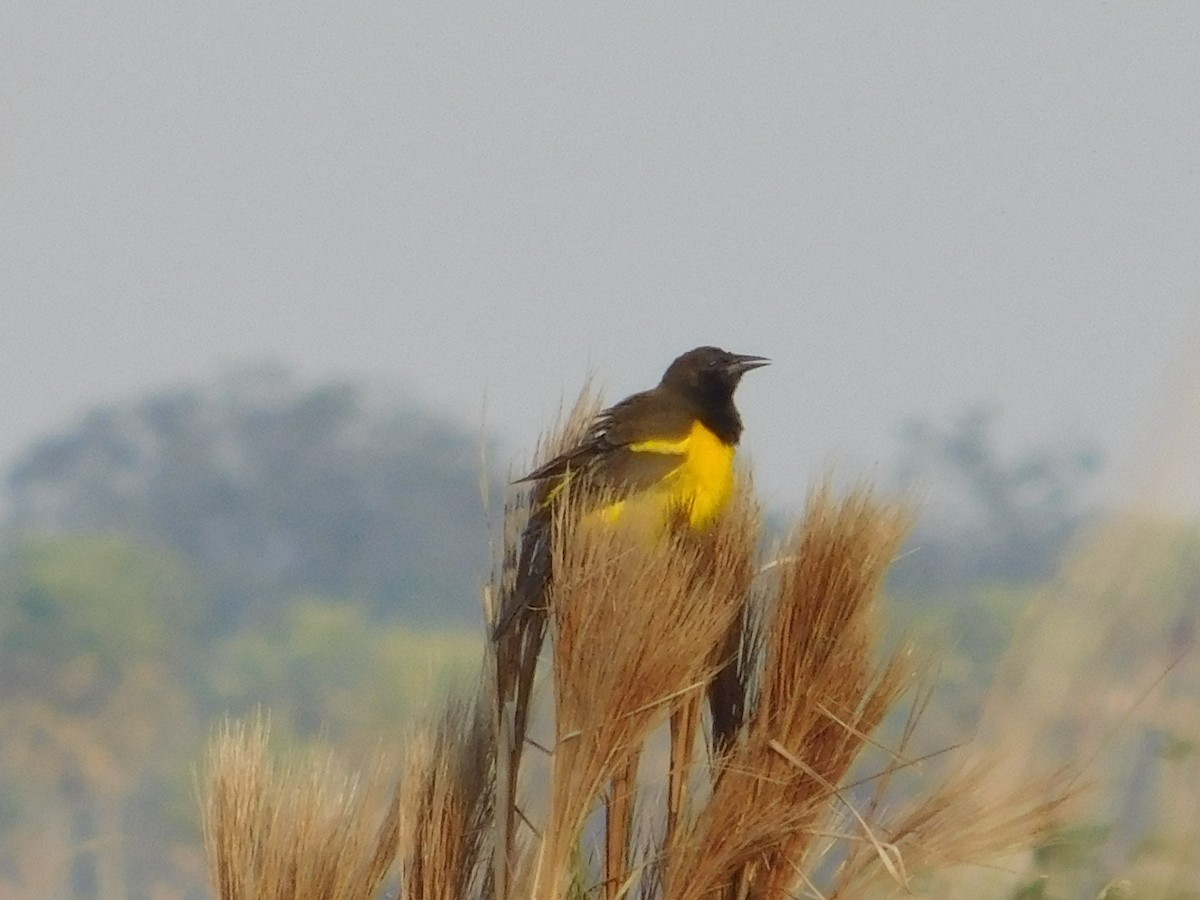 Yellow-rumped Marshbird - ML62808691