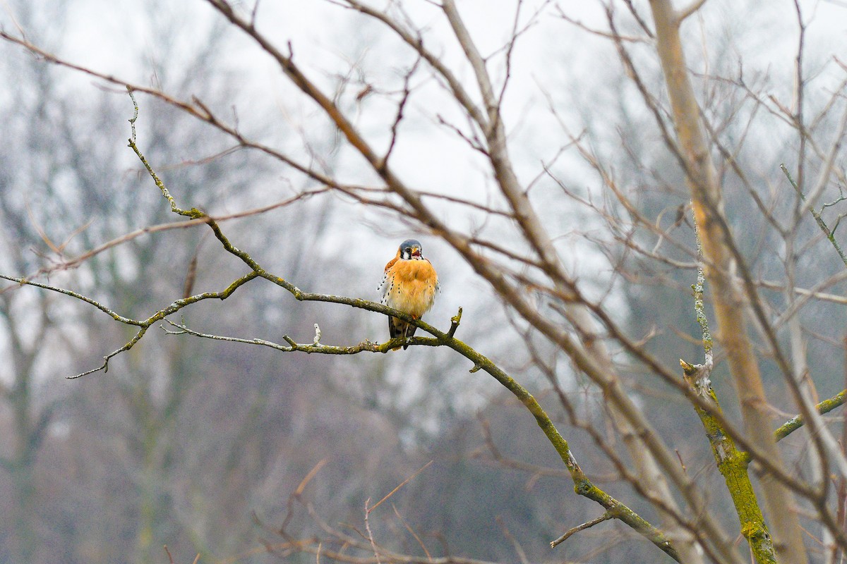 American Kestrel - ML628086915