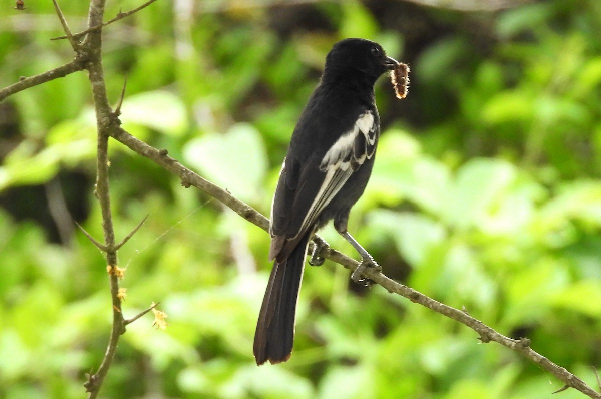 Southern Black-Tit - ML628086918